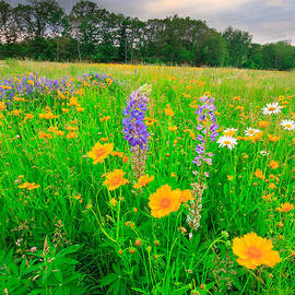 Wildflower Meadow by Bryan Bzdula
