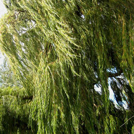Wind In The Willow by Kathy Bassett