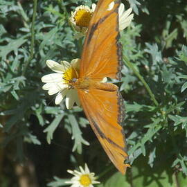 Wings of Orange 