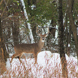 Winter Buck