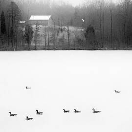 Winter Geese 2 BW by Patrick Lynch