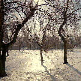 Willows in Winter
