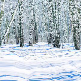 Winter In Birchwood by Alexander Senin