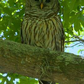 Winter Park Owl