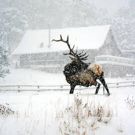 Winter Storm Wapiti Spirit by Annettes Whimsies