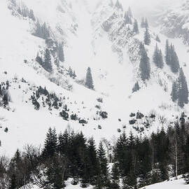 Winter structure - trees and mountains and snow by Matthias Hauser