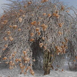 Wintertime Snowball Bush Tree