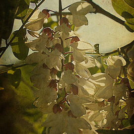 Wisteria Cascade by Terry Rowe