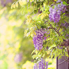 Wisteria Garden 11 by Jenny Rainbow