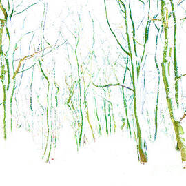 Wistful Winter Forest