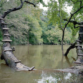Wood Steps Climb A Tree Trunk To A Rope by David Hanson