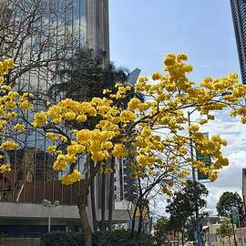 Yellow Blossom Tree
