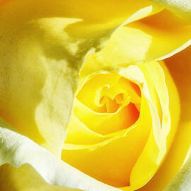 YELLOW DIAMOND ROSE Palm Springs CA by William Dey