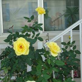 Yellow Long Stem Roses