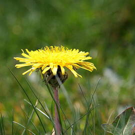 Yellow Prettiness