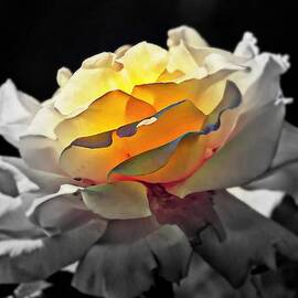 Yellow Rose Series - ...But soul is alive