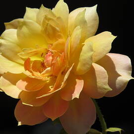 Yellow Rose