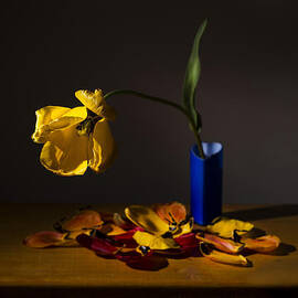 Yellow Tulip by Ivan Vukelic