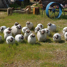 York Sheep by Michaela Perryman