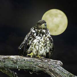 Young Bald Eagle by Moon Light