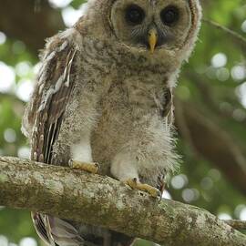 Young Barred Owl by Adam Jewell