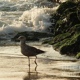 Young Gull in Surf -- Ocean Grove  NJ