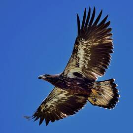 Young Juvenile Eagle in Flight by P J Gergely