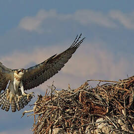 Young Osprey by Beth Sargent