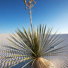 Yucca in Sand