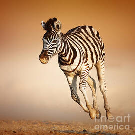 Zebra calf running by Johan Swanepoel