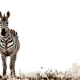 zebra facing forward washed out sky bw by Mike Gaudaur