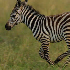Zebra Foal Running For Joy by Manoj Shah