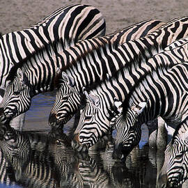 Zebra Line