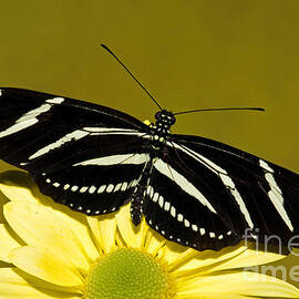 Zebra Longwing by Millard H. Sharp