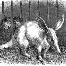 AARDVARK by Granger