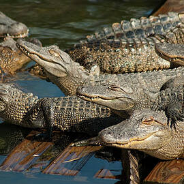 Alligator Pool Party by Carolyn Marshall