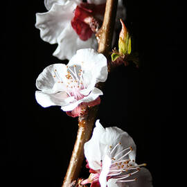 Apricot Flowers At Night