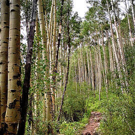 Aspen Forest by Endre Balogh