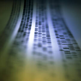 Autoradiogram Showing A Dna Fingerprint