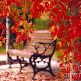 Park Bench in Autumn Glory