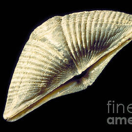 Brachiopod Fossil by Ted Kinsman