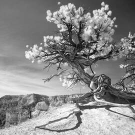 Bryce Canyon Tree Sculpture by Mike Irwin