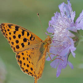 Butterfly on right position by Meeli Sonn