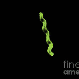 Campylobacter Jejuni by Science Source