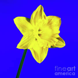 Daffodil (narcissus Sp.)