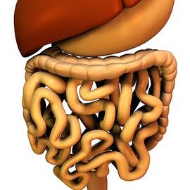 Digestive System, Artwork