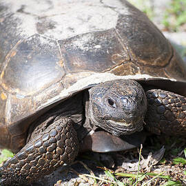 Gopher Tortoise by Kenneth Albin