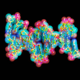 Hiv Dna, Molecular Model