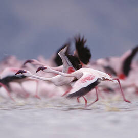 Lesser Flamingo Flock Taking Flight by Tim Fitzharris