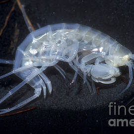 Oklahoma Cave Amphipod by Dante Fenolio